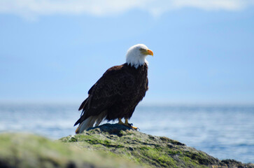 Bald eagle on a rock by the ocean 1