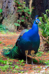 Obraz premium Peacock resting in the park