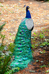Obraz premium Peacock walking in the park