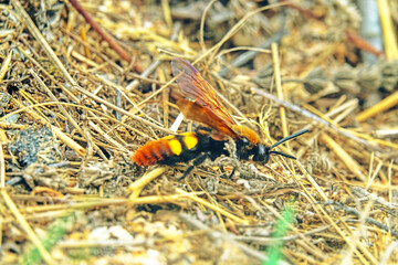 Mammoth wasp (Megascolia maculata, female, largest Hymenoptera) moves through dung in search of rhinoceros beetle (Oryctes nasicornis) larva. Coastal dune of Azov Sea. Arabatskaya strelka, Crimea