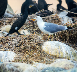 Herring gull predation, eating small chicks