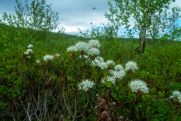 Flora of northern Scandinavia. Marsh tea (Ledum palustre) among forest-swamps. Coastal skerry of the Barents Sea, the Kola Peninsula. A overpowering smell fills the entire summer taiga
