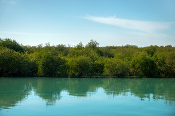 Mangrove forests in the Persian Gulf. Hara tree (Avicennia marina) main type of aquatic vegetation. United Arab Emirates