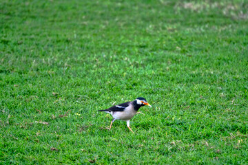 Asian pied starling (Sturnopastor contra, Sturnus contra) on lawn, introduced species. Abu Dhabi