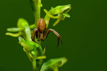 Spider on orchid plant