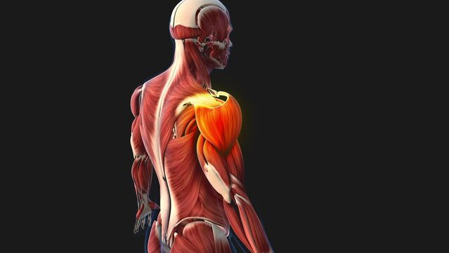 Shoulder muscle pain and injury medical animation