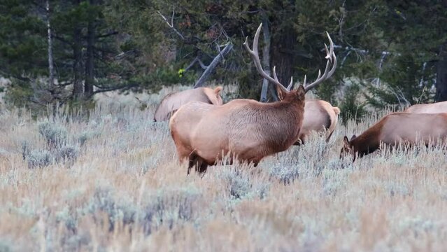 Close up of a bull elk (Cervus canadensis) looking over his harem during rut in Grand Teton National Park, Wyoming
