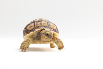 Africa spurred tortoise being born, Tortoise Hatching from Egg, Cute portrait of baby tortoise...