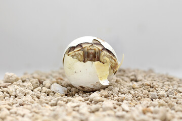 Africa spurred tortoise being born, Tortoise Hatching from Egg, Cute portrait of baby tortoise hatching, Birth of new life,Natural Habitat