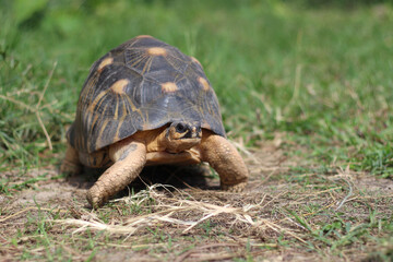 Portrait of radiated tortoise,The radiated tortoise eating flower ,Tortoise sunbathe on ground with his protective shell ,cute animal ,Astrochelys radiata ,The radiatedtortoise from Madagascar
