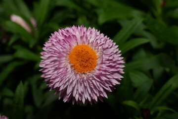 Flower Aster Pink 