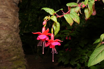 Fuchsia hybrids are a group of popular and visually striking ornamental plants belonging to the...