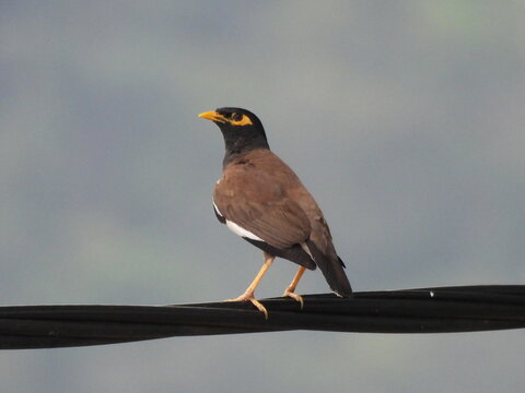Myna or Burung Tiong Gembala Lembu a common bird spotted everywhere in Asia especially Malaysia

Location: Raub, Pahang, Malaysia (Asia)
