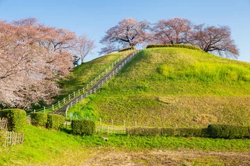Photo sur Plexiglas Vert-citron 日本の風景　春の埼玉県行田市　さきたま古墳公園の桜