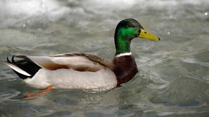Canard colvert