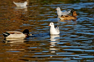 Fototapeta premium Mouettes et canards à la surface d'un étang en automne