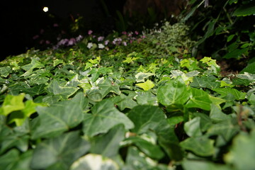 Hedera helix, or English Ivy, is a fast-growing, evergreen vine known for its lobed leaves and...