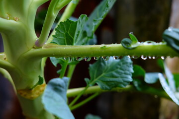 Dew granules stick to the stems of broccoli plants