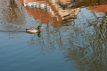 Canard colvert 