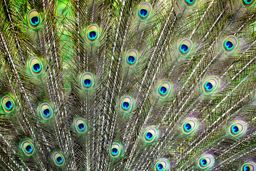 Obraz premium Peacock feathers show