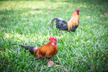 Chicken in jungle, Wild fowl
