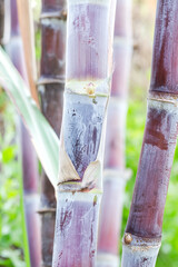 close up of Sugarcane for sugar