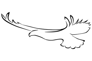 Eagle line art transparent background