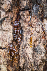 Drop of Resin on Tree Bark