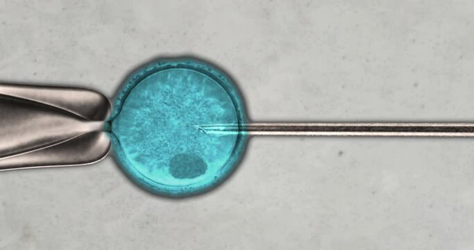 Animation of simulated microscope footage of ICSI procedure injecting sperm into egg.