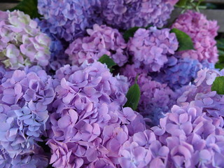 close up of lilac flowers