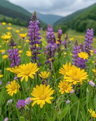 Obraz premium Field covered in purple and yellow flowers