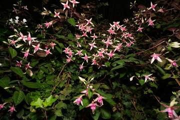 Pink fuchsias produce elegant, bell-shaped flowers with four sepals and four petals. The flowers...