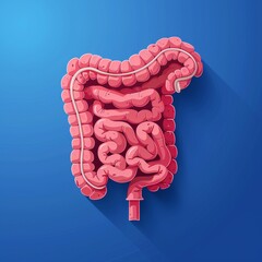 Flat Design, Human Anatomy, Intestines Illustration, Vector Style.