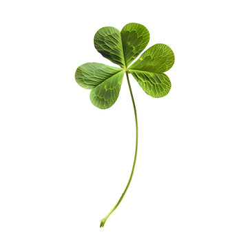Three leaf clover, isolated on transparent background