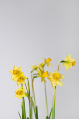 Bouquet of fresh yellow daffodils on neutral background. Minimalistic spring greeting card or invitation, Easter holiday concept. Copy space, vertical photo