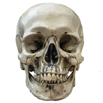 Halloween Skull Clipart   isolated on white background