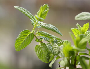 green mint leaves  in the garden - close up