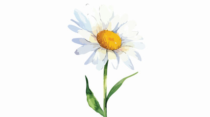 Daisy watercolor Flat vector isolated on white background