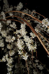 Prunus spinosa, commonly known as the blackthorn or sloe, is a deciduous shrub or small tree native...