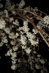 Prunus spinosa, commonly known as the blackthorn or sloe, is a deciduous shrub or small tree native to Europe, western Asia, and northern Africa. 