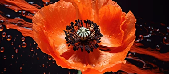 Keuken foto achterwand Macro photography capturing the intricate details of a red poppy flower against a striking black background, showcasing the beauty of this annual plant © pngking
