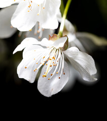 White cherry flowers isolated on black background. Close-up - 769388403