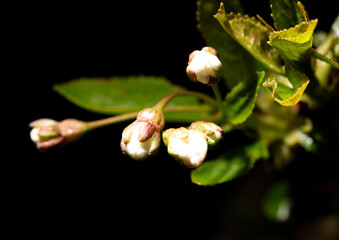 White cherry flowers isolated on black background. Close-up - 769388405