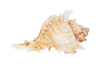 Sea shell isolated on white background. Close-up - 769388805