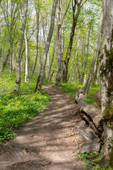 Spring walks in nature on a dirt road leading to the forest.