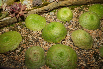 Aeonium tabuliforme forms low-growing rosettes composed of densely packed, flattened leaves. The...