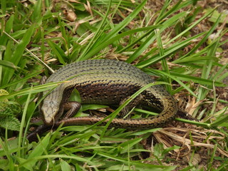 Wild Skink spotted eating an insect.

Location, Fraser Hill, Pahang, Malaysia (Asia)