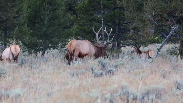 Adult bull elk (Cervus canadensis) with his harem during rut in Grand Teton National Park, Wyoming