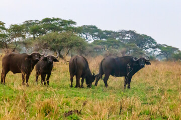 Fototapeta premium Herd of African buffalo or Cape buffalo (Syncerus caffer) in Serengeti national park, Tanzania