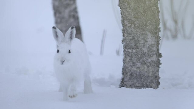 Hare in the winter snow searching for food